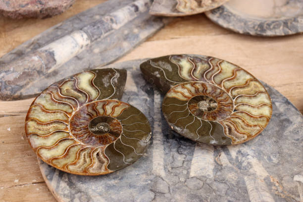 istock Inside of Ammonites, cephalopod mollusk fossils 1429084829