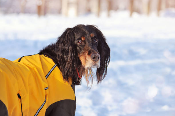 istock Dog at the winter walk looking back 1429084833