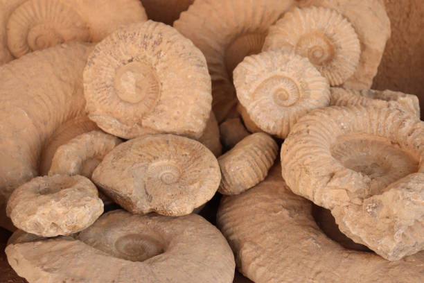 istock Ammonites, cephalopod mollusk fossils 1429085891