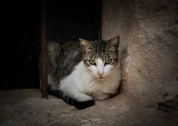 istock Black and white stray cat looking at camera with defiant gaze 1429087689
