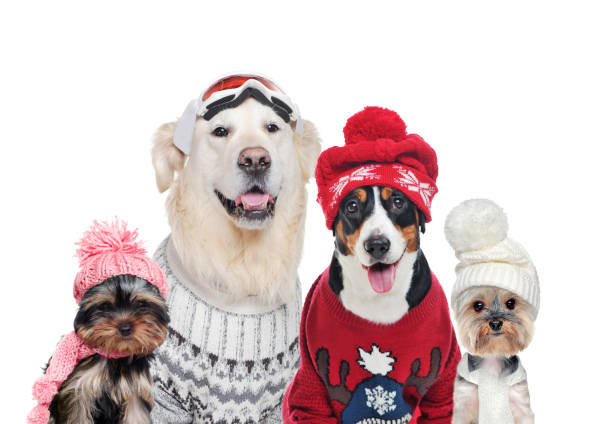 un gruppo di cani che indossa cappelli invernali isolati su bianco - dog group of animals clothing animal foto e immagini stock