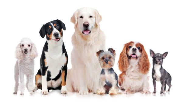 istock A group of purebred dogs isolated on white background 1429087980