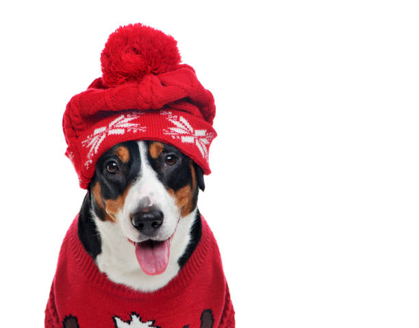 istock Head portrait of a dog in red hat and pullover 1429088684