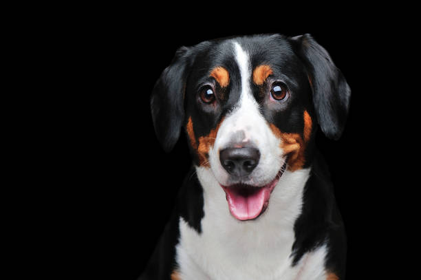 istock Head portrait of a pretty dog looking to the camera 1429088708