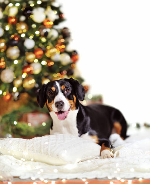 istock Laying dog against defocused Christmas tree 1429088760