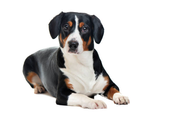 istock Laying mountain dog against white background 1429088808