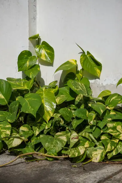 Photo of Ivory Betel Plant