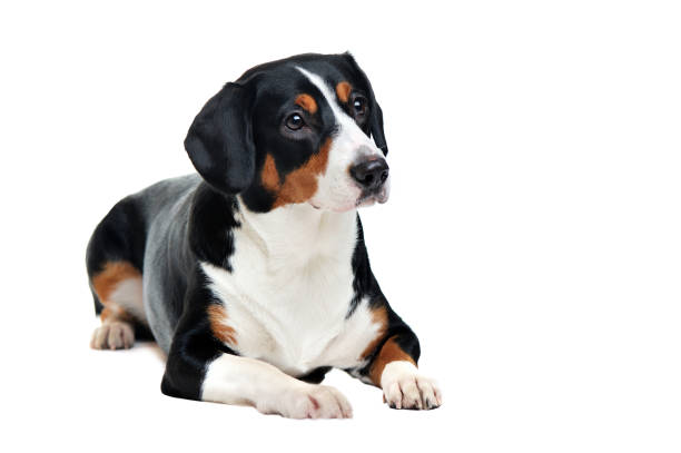 istock Laying purebred dog looking to the side 1429088838