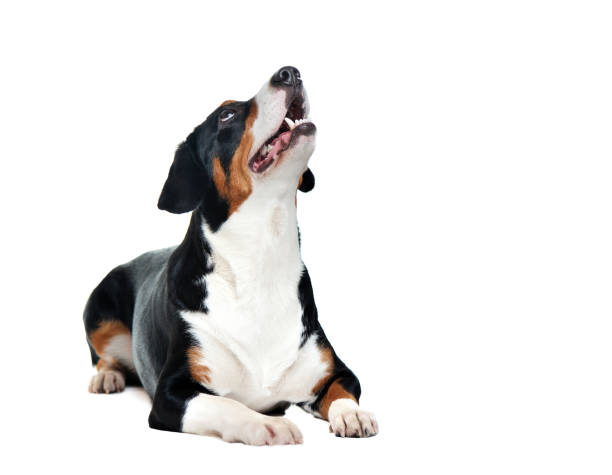 istock Laying purebred dog looking up to the copy space area 1429088855