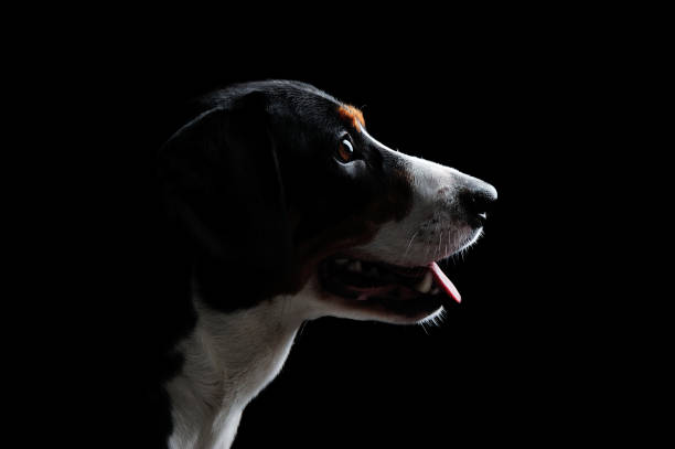 istock Low key head silhouette of a mountain dog 1429088871