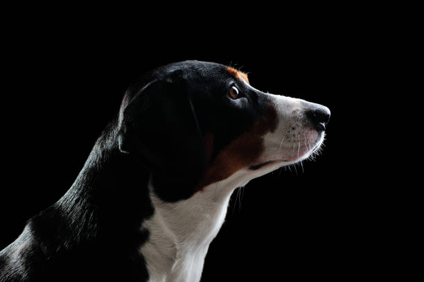 istock Low key silhouette of a dog against black background 1429088890