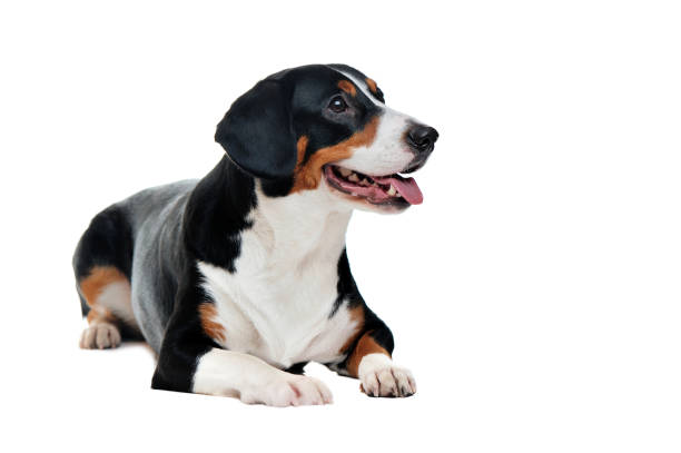 istock Pretty laying dog looking to the copy space area 1429088944