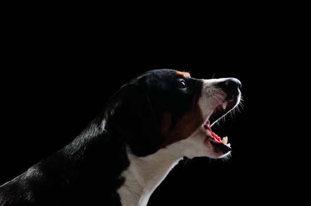 istock Side view silhouette of a barking dog 1429088967