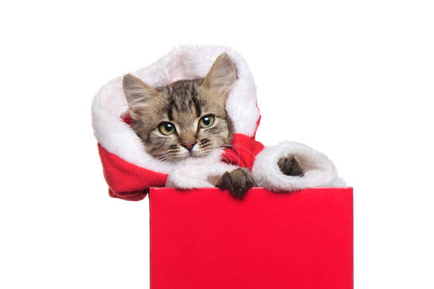 istock Closeup portrait of a kitten in a red present box 1429089301