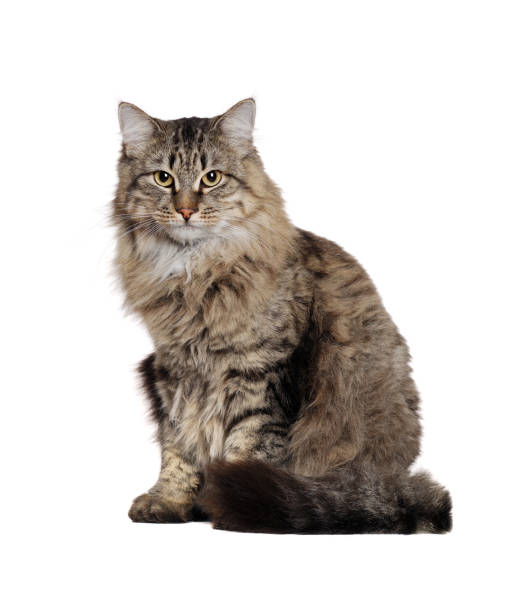 istock Grey fluffy big cat  in a white studio looking straight into the camera 1429089313