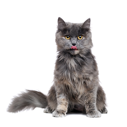 Portrait of “Mason,” a 1 1/2 year old, male, grey/blue Domestic Longhair cat.  By using this photo, you are supporting the Amanda Foundation, a nonprofit organization that is dedicated to helping homeless animals find permanent loving homes.
