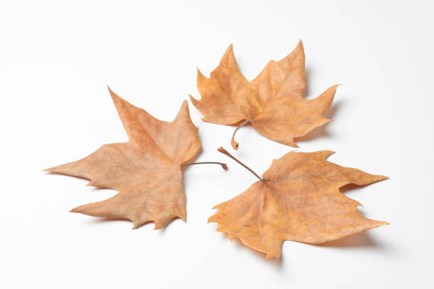 istock Set of dried leaves of a tree 1429089484