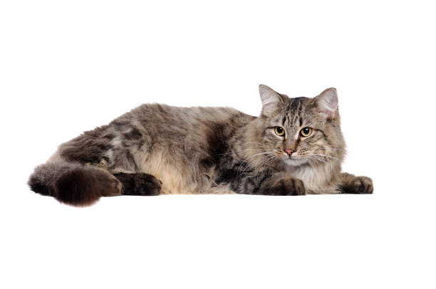 istock Side view of a laying in a white studio giant fluffy cat 1429089533