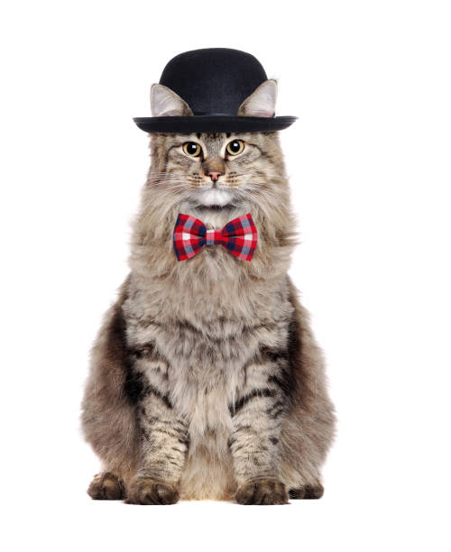 istock The sitting cat wearing bow tie and a bowler hat isolated over white background 1429089650