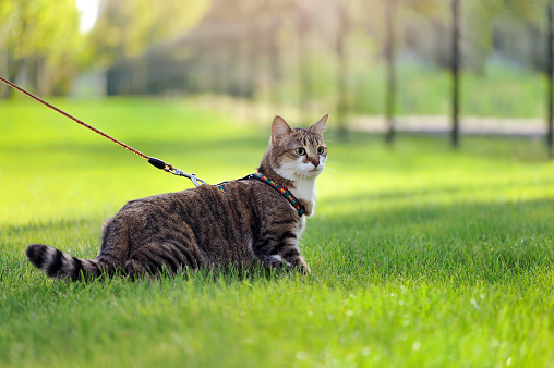 Tabby cat on the leash walking along the lawn