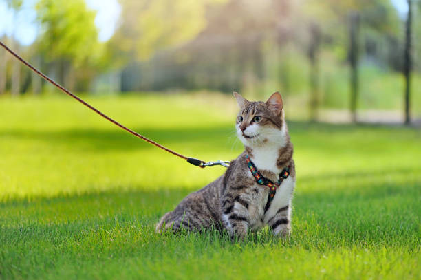 istock Tabby cat walking on the leash outdoors 1429089827