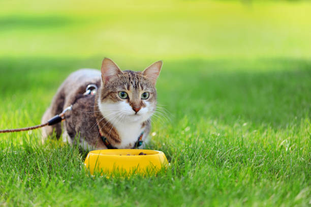Horizontal picture of a cat with it s dinner bowl