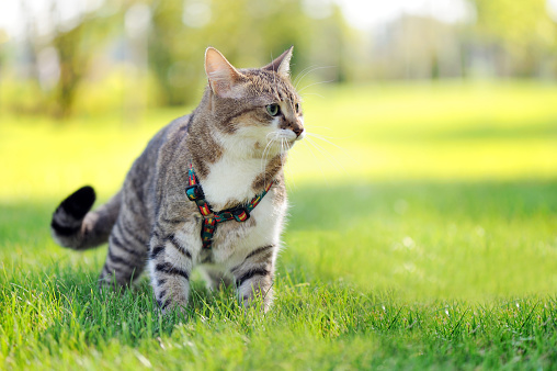 Pretty mixed breed tabby cat outdoors