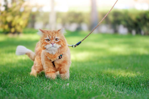 istock Red long haired cat walking on the leash 1429090025