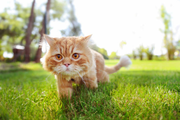 istock Red cat walking along the green fresh lawn 1429090026