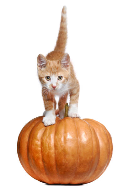 istock Ginger color Kitten standing on the pumpkin 1429090851