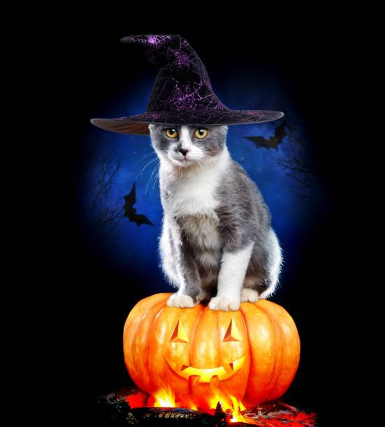 istock Cat sitting on the halloween pumpking wearing witch hat 1429090854