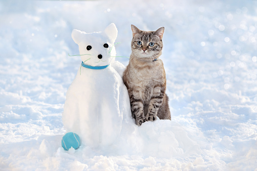 Tabby cat sitting next to the snowman made as a cat in a collar