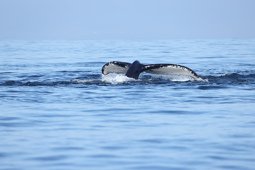 Shots of diving , tail lobbing and breaching Humpback whales in Monterey Bay