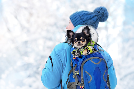 Close-up picture of a chihuahua dog sitting in the backpack at the winter walk