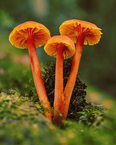 Wild mushrooms plant on forest