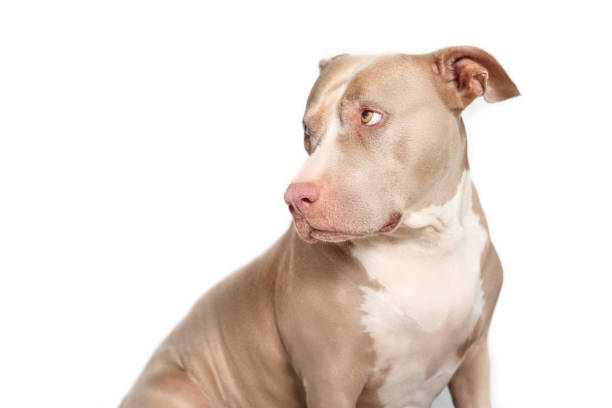 Isolated senior dog looking to the side over shoulder. Side profile of 10 years old female American Pitbull terrier, silver fawn color. Selective focus.