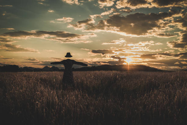 istock Scary scarecrow on a field. 1429099473