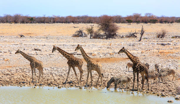 istock Okaukeujo waterhole in Etosha, teeming with animals drinking 1429102226