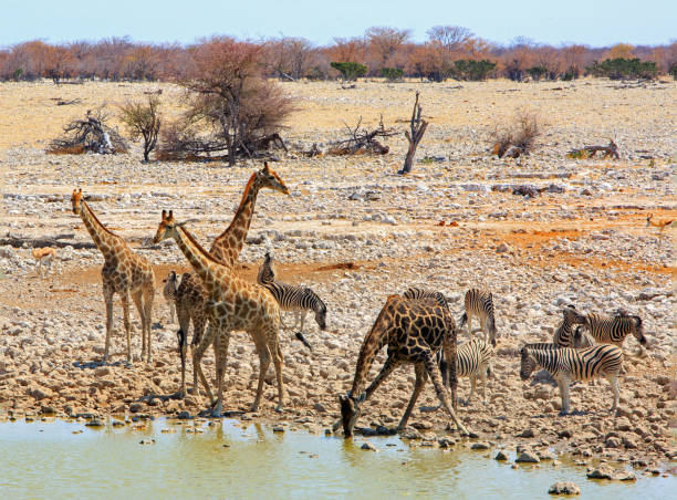 istock Okaukeujo waterhole in Etosha, teeming with animals drinking 1429102246