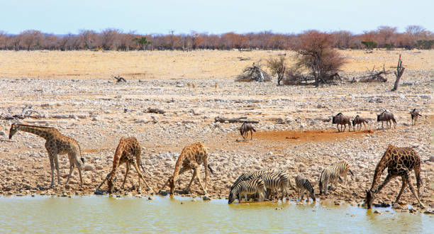 istock Okaukeujo waterhole in Etosha, teeming with animals drinking 1429102247