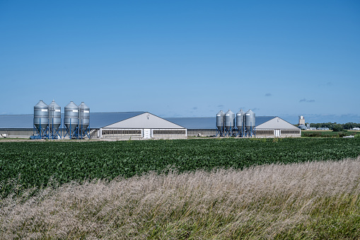 Two modern hog barns on a summer day in Northwest Iowa, USA.