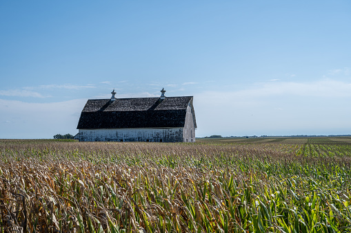 Old barn in a field of corn with a blue sky.