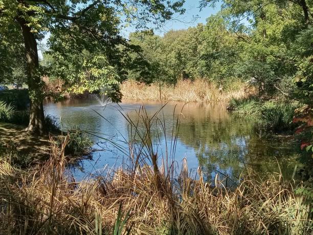 istock Lagoon Pond in Ohio woods 1429106187