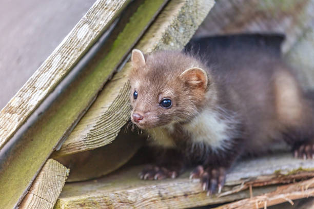 istock Yung marten is posing closeup. 1429110485