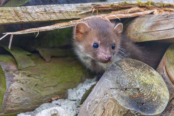 istock Marten is hiding in an old wooden building. 1429110530