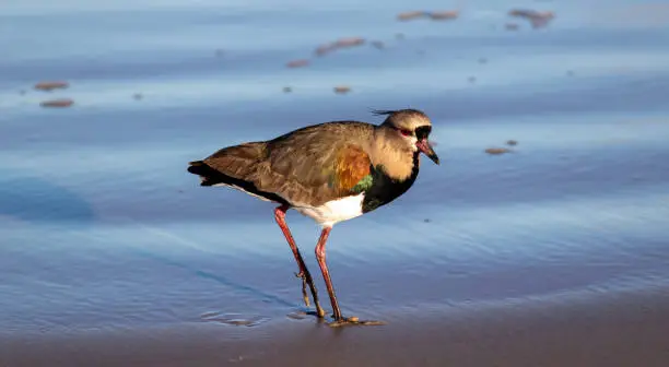 Photograph of a Southern lapwing.
