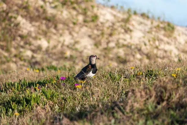 Photograph of a Southern lapwing.