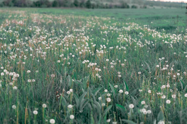 Field of dandelions after flowering, in the seed stage, fluffy plant heads among green grass in nature stock photo