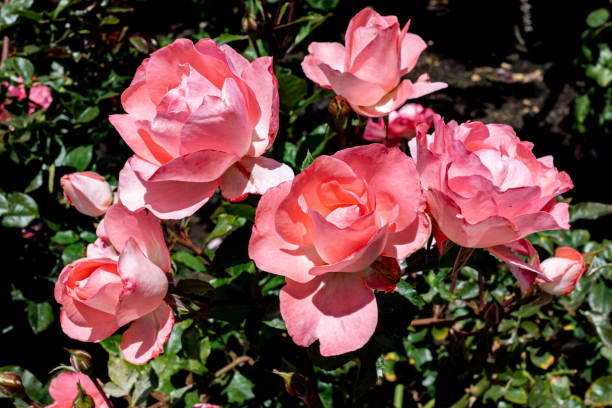 Pink China Roses This is a bunch of Pink China Roses looking very proud in their family in the bushes. rosa chinensis stock pictures, royalty-free photos & images