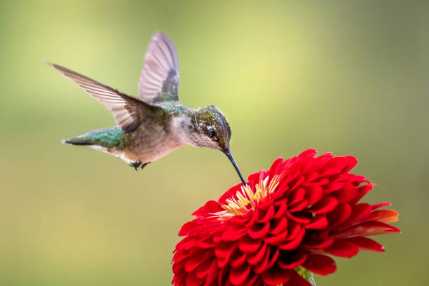 istock A Sip of Summer 1429112777